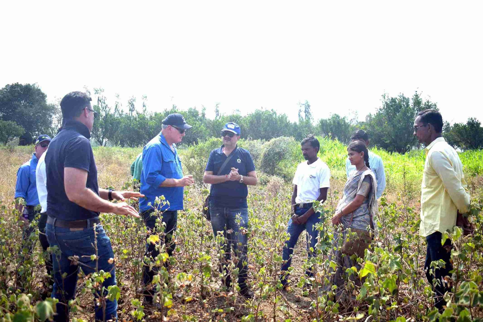 Cotton farmers working in field